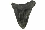 Bargain, Fossil Megalodon Tooth - South Carolina #169326-2